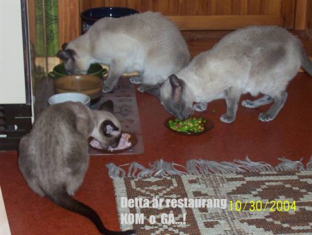 Prince, Kamero, Ikaros